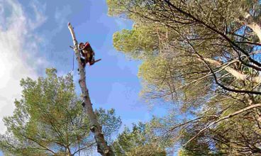 L’artborist’grimpeur pour la taille et l’entretien de vos arbres