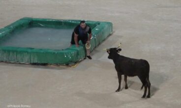 Vidéo :Toro Piscine aux Arènes de Port Saint Louis du Rhône