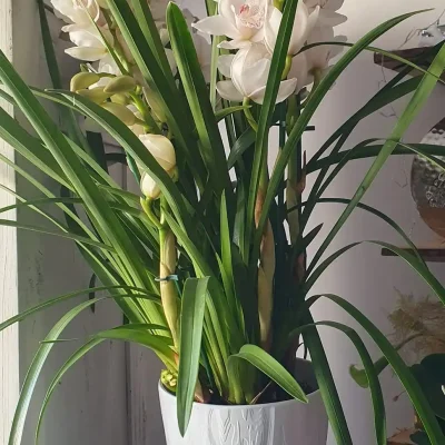 A fleur de pot