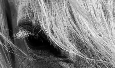 Championnat de Chevaux de Race Camargue en septembre aux Saintes-Maries-de-la-Mer