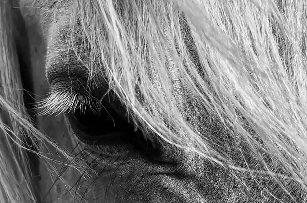 championnat-de-chevaux-de-race-camargue