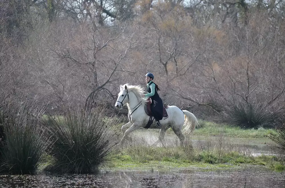 les-chevaux-de-l-esperance