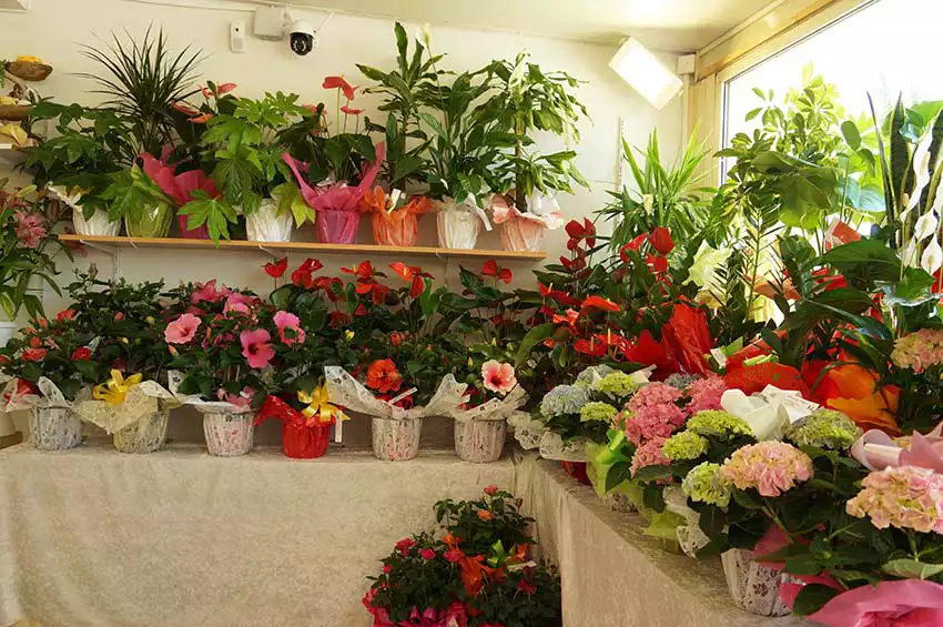 Marcelle Fleurs Port-Saint-Louis-du-Rhone