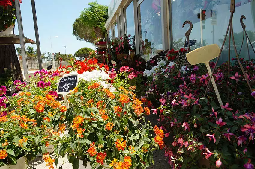 Marcelle Fleurs Port-Saint-Louis-du-Rhone
