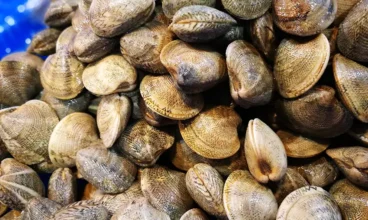 La consommation de coquillages de l’anse de Carteau à nouveau autorisée