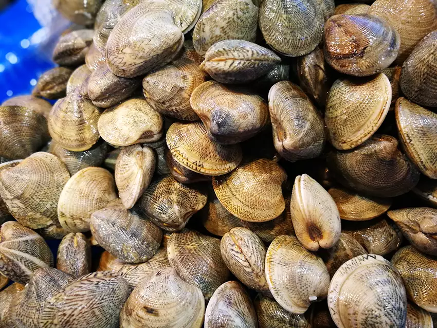 La consommation de coquillages de l'anse de Carteau à nouveau autorisée 1 coquillage anse de carteau