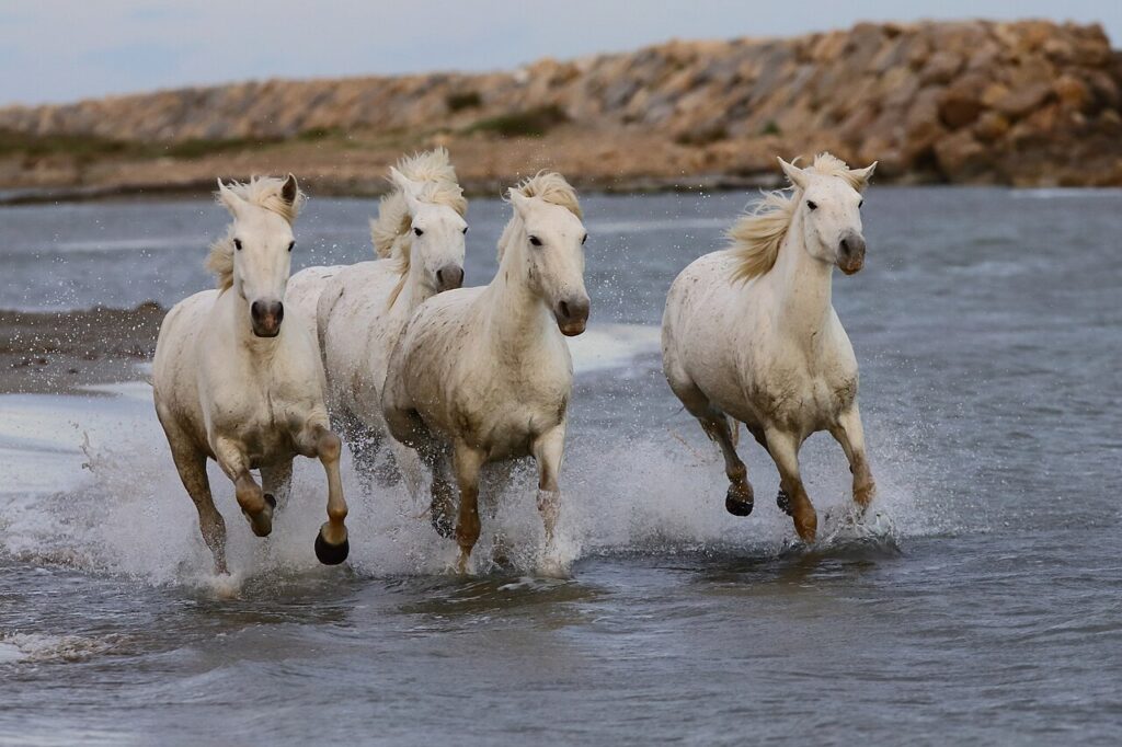 La Camargue depuis Port-Saint-Louis-du-Rhône : flamants roses, salins et digues 2 Chevaux de Camargue dans les marais, près des Saintes-Maries-de-la-Mer