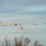 Groupe de flamants roses en vol au-dessus des étangs de Camargue