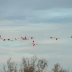 Groupe de flamants roses en vol au-dessus des étangs de Camargue