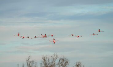 La Camargue depuis Port-Saint-Louis-du-Rhône : flamants roses, salins et digues