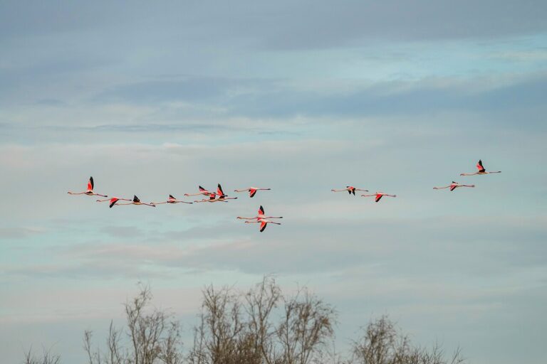 Groupe de flamants roses en vol au-dessus des étangs de Camargue