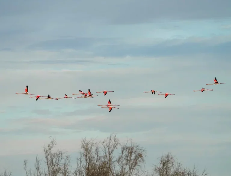 Groupe de flamants roses en vol au-dessus des étangs de Camargue