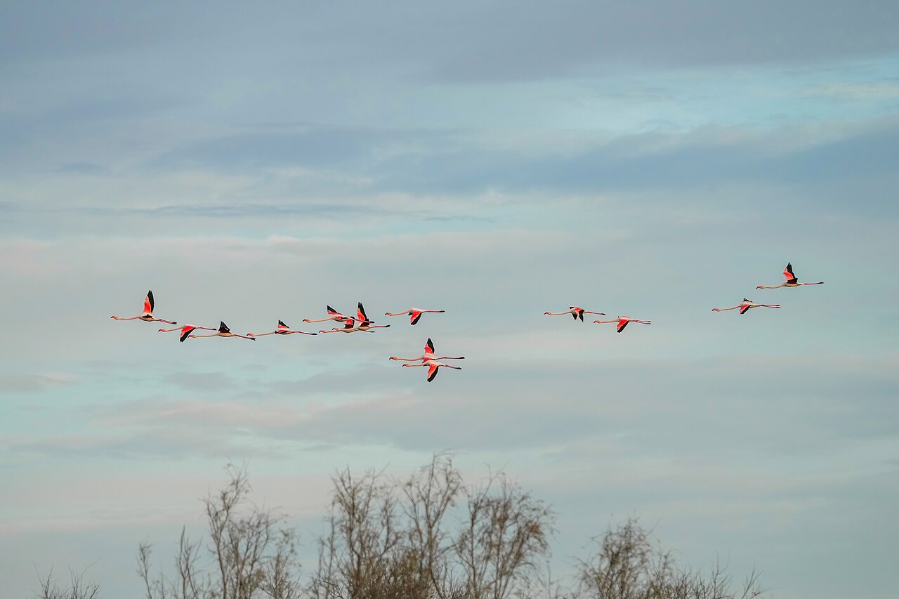 Groupe de flamants roses en vol au-dessus des étangs de Camargue