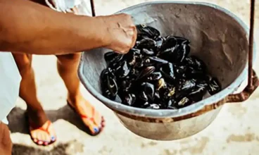 Coquillages interdits à Port-Saint-Louis : moules et huîtres retirées de la vente