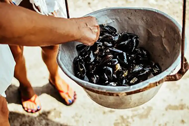 Coquillages interdits à Port-Saint-Louis : moules et huîtres retirées de la vente 1 moules