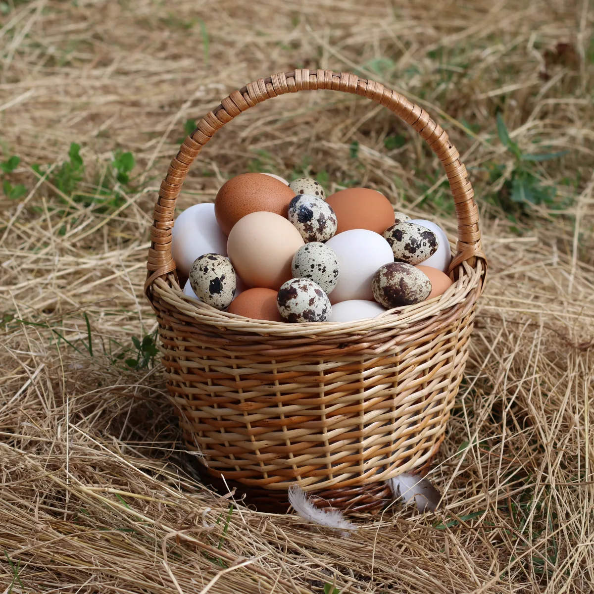 Œufs frais de poule dans un panier